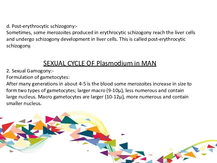 d. Post-erythrocytic schizogony:- Sometimes, some merozoites produced in erythrocytic schizogony