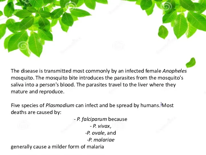 The disease is transmitted most commonly by an infected female