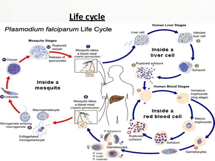 Life cycle