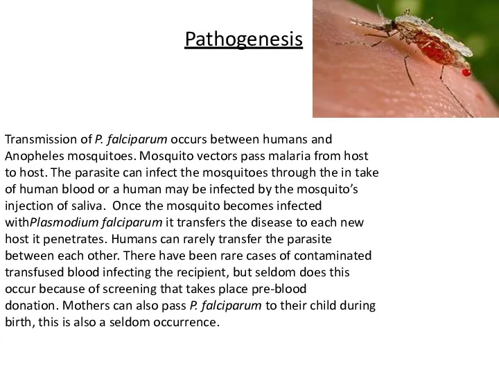 Pathogenesis Transmission of P. falciparum occurs between humans and Anopheles