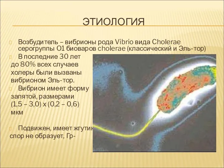 Возбудитель – вибрионы рода Vibrio вида Cholerae серогруппы O1 биоваров