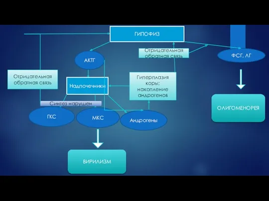 Надпочечники АКТГ ГКС МКС Андрогены Синтез нарушен Отрицательная обратная связь
