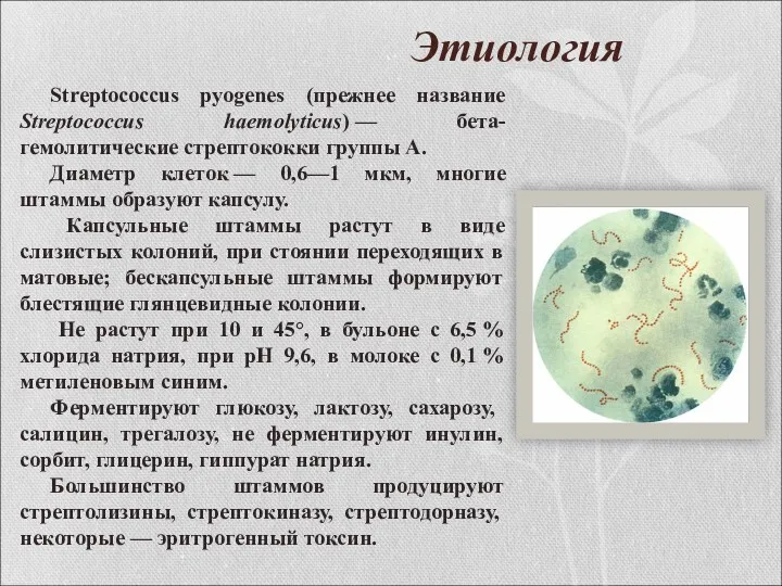 Этиология Streptococcus pyogenes (прежнее название Streptococcus haemolyticus) — бета-гемолитические стрептококки