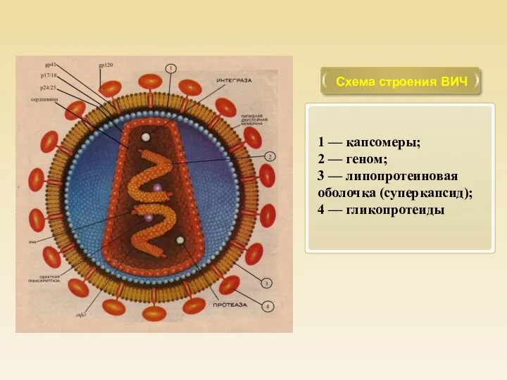 Схема строения ВИЧ 1 — капсомеры; 2 — геном; 3 — липопротеиновая оболочка