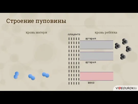 Строение пуповины кровь матери кровь ребёнка артерия артерия вена плацента