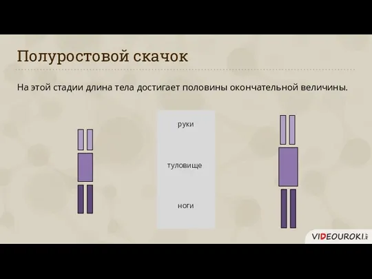 Полуростовой скачок На этой стадии длина тела достигает половины окончательной величины. руки ноги туловище