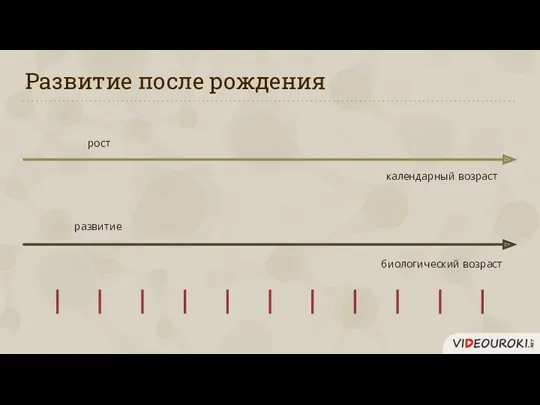 Развитие после рождения рост развитие биологический возраст календарный возраст