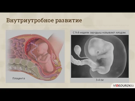 Внутриутробное развитие С 9-й недели зародыш называют плодом. 3-4 см Плацента