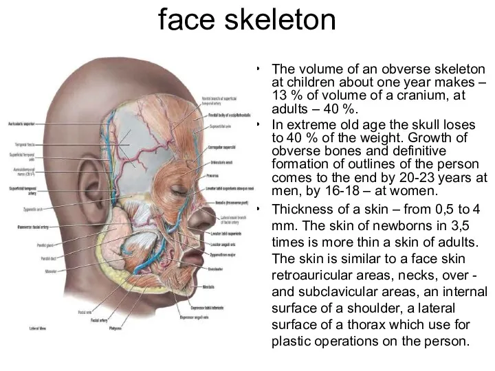 face skeleton The volume of an obverse skeleton at children