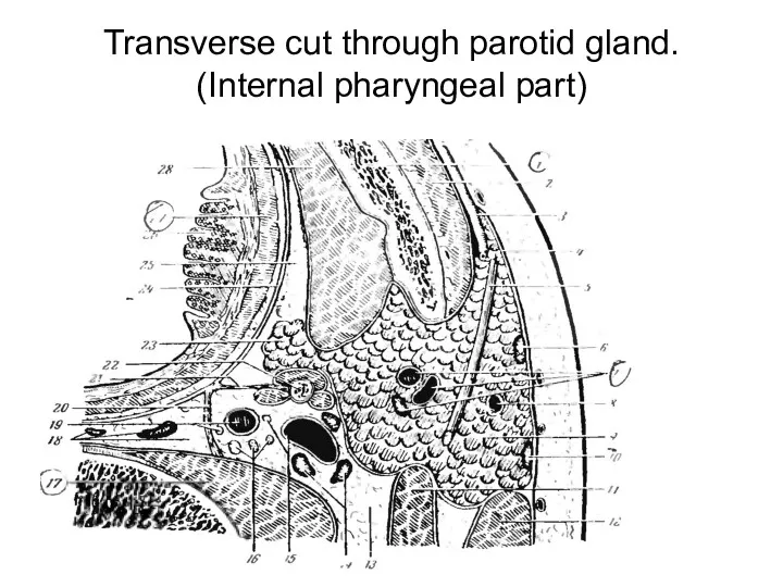 Transverse cut through parotid gland. (Internal pharyngeal part)