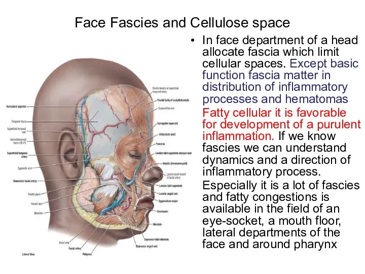 Face Fascies and Cellulose space In face department of a