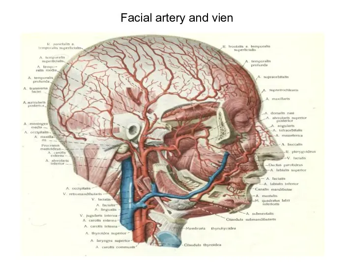 Facial artery and vien