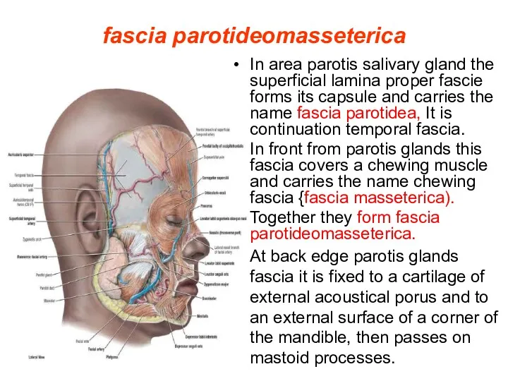 fascia parotideomasseterica In area parotis salivary gland the superficial lamina