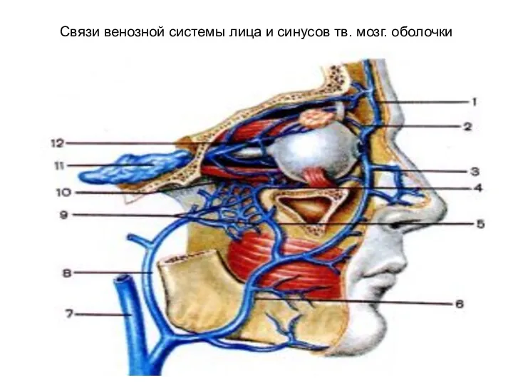 Связи венозной системы лица и синусов тв. мозг. оболочки