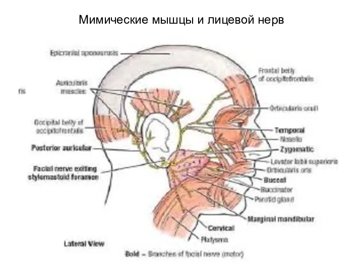 Мимические мышцы и лицевой нерв