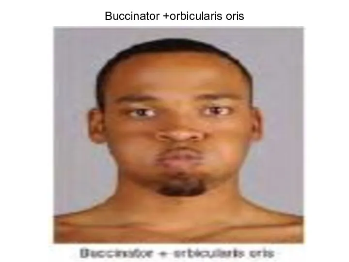 Buccinator +orbicularis oris