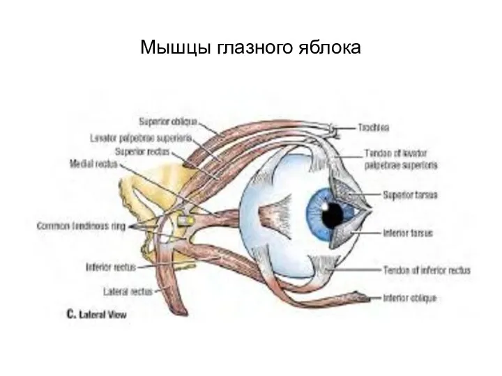 Мышцы глазного яблока