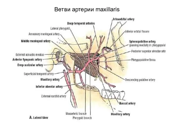 Ветви артерии maxillaris