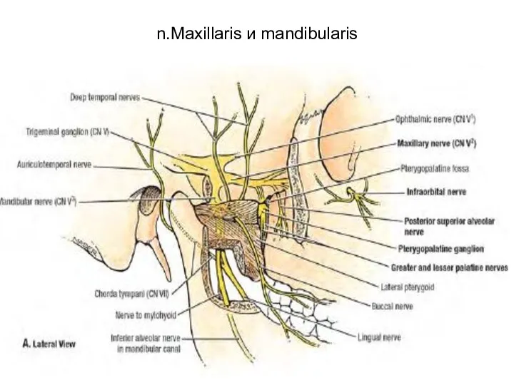 n.Maxillaris и mandibularis