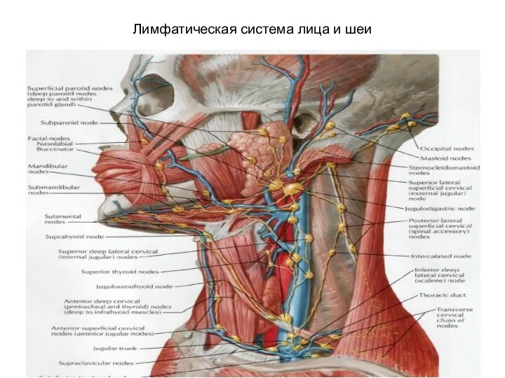 Лимфатическая система лица и шеи