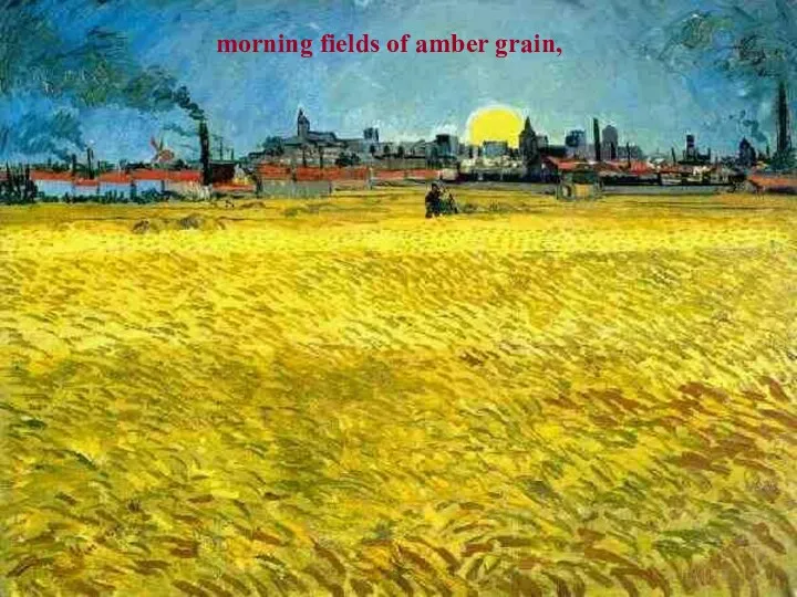 morning fields of amber grain,