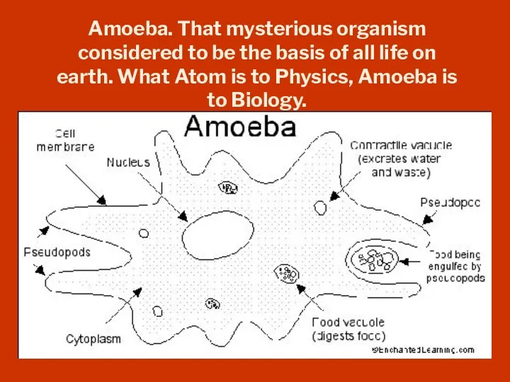 Amoeba. That mysterious organism considered to be the basis of all life on