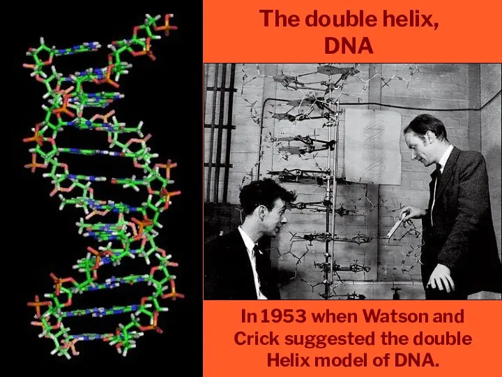 The double helix, DNA In 1953 when Watson and Crick suggested the double
