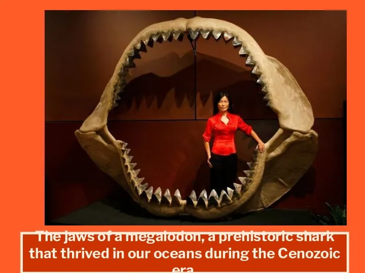 The jaws of a megalodon, a prehistoric shark that thrived in our oceans