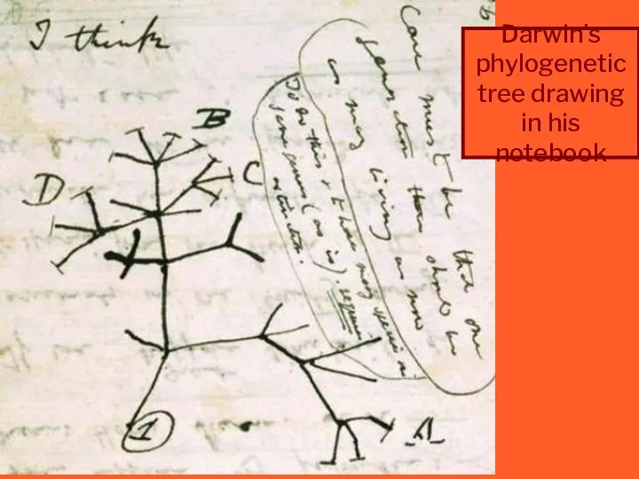 Darwin's phylogenetic tree drawing in his notebook