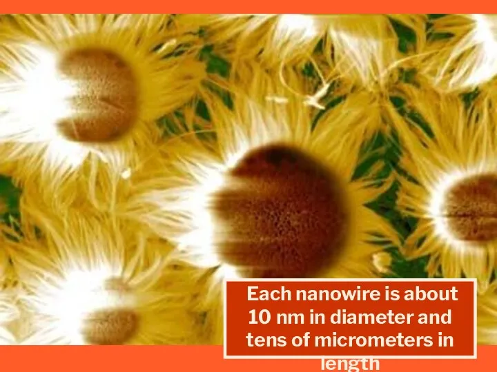 Each nanowire is about 10 nm in diameter and tens of micrometers in length