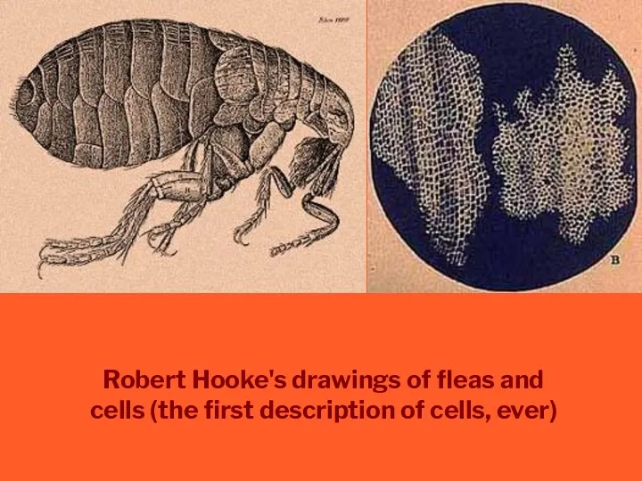 Robert Hooke's drawings of fleas and cells (the first description of cells, ever)