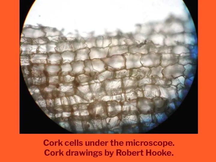 Cork cells under the microscope. Cork drawings by Robert Hooke.