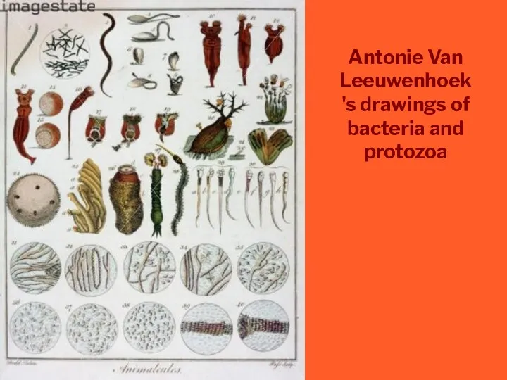 Antonie Van Leeuwenhoek's drawings of bacteria and protozoa