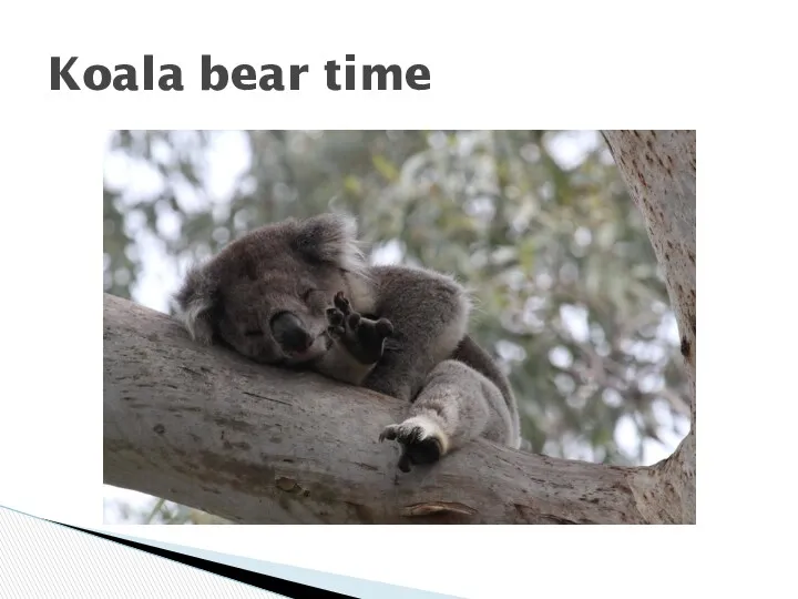 Koala bear time