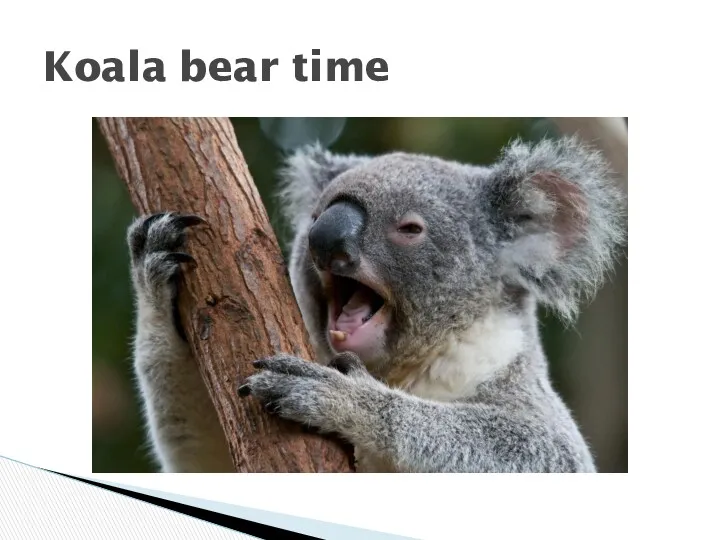 Koala bear time