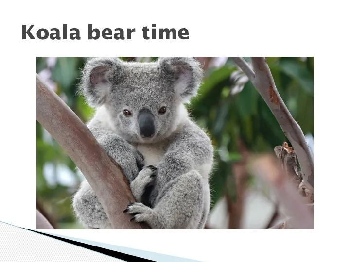 Koala bear time