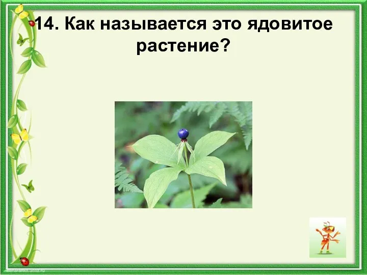 14. Как называется это ядовитое растение?