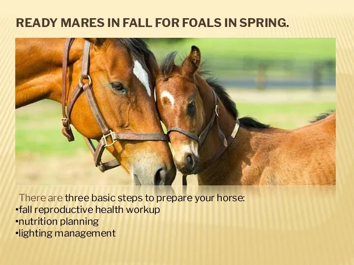 READY MARES IN FALL FOR FOALS IN SPRING. There are