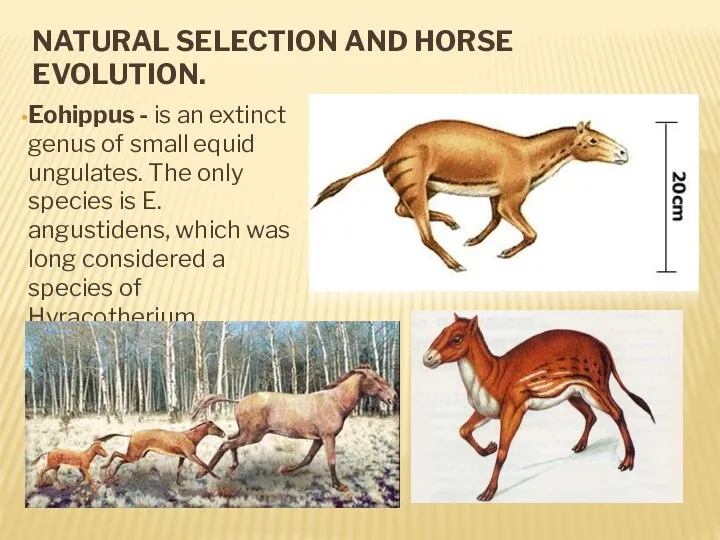 NATURAL SELECTION AND HORSE EVOLUTION. Eohippus - is an extinct