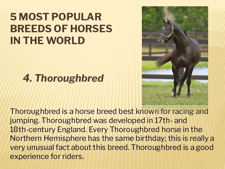 5 MOST POPULAR BREEDS OF HORSES IN THE WORLD 4.