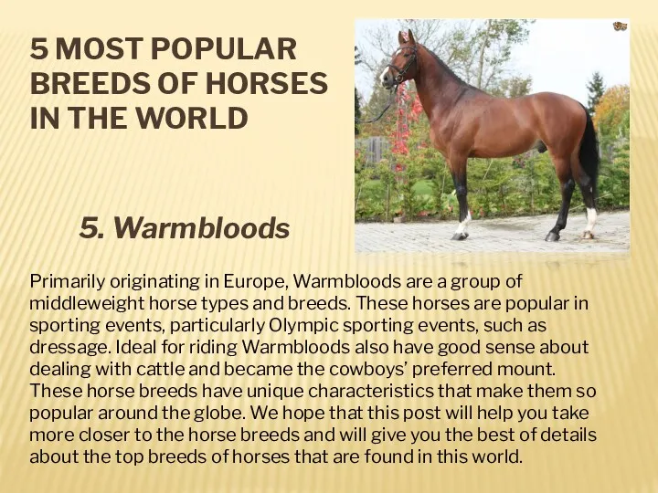 5 MOST POPULAR BREEDS OF HORSES IN THE WORLD 5.