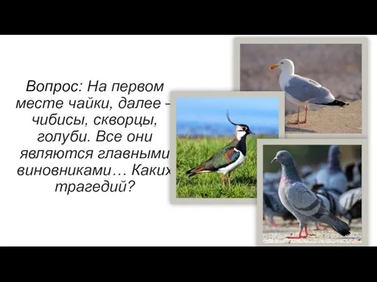 Вопрос: На первом месте чайки, далее – чибисы, скворцы, голуби. Все они являются