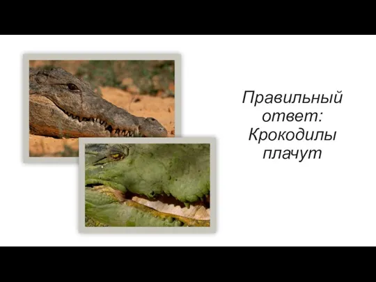 Правильный ответ: Крокодилы плачут