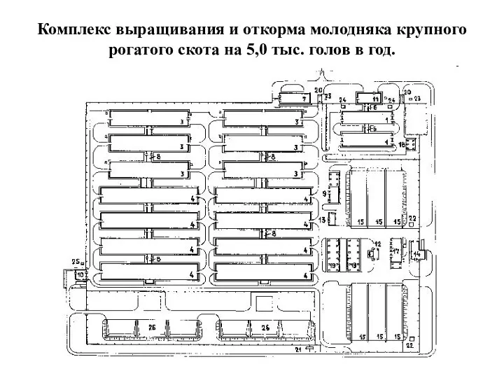 Комплекс выращивания и откорма молодняка крупного рогатого скота на 5,0 тыс. голов в год.