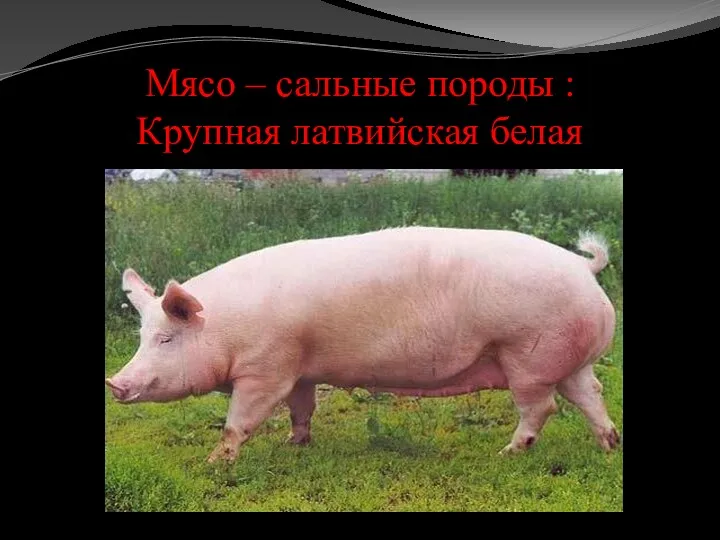 Мясо – сальные породы : Крупная латвийская белая
