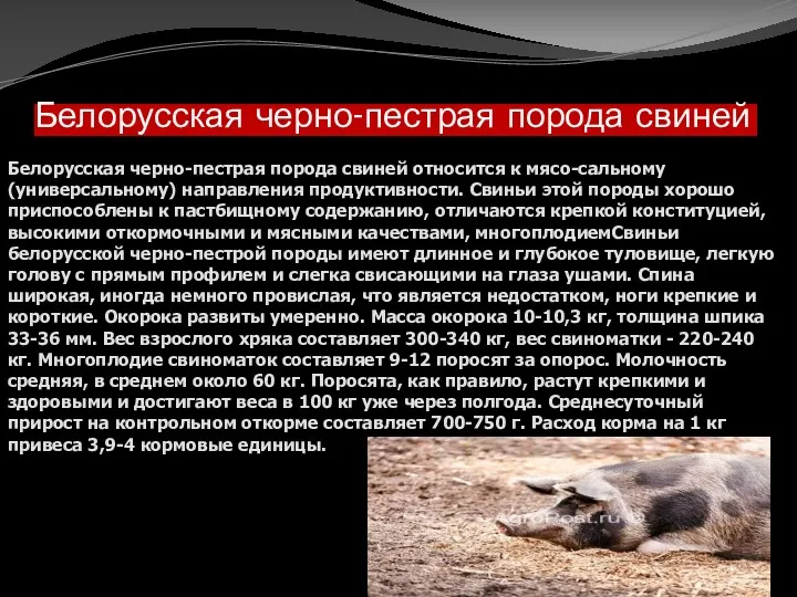 Белорусская черно-пестрая порода свиней Белорусская черно-пестрая порода свиней относится к