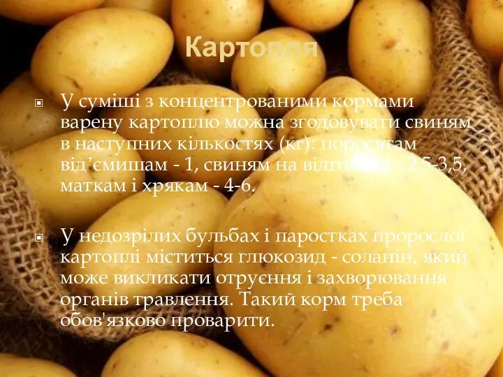 Картопля У суміші з концентрованими кормами варену картоплю можна згодовувати свиням в наступних