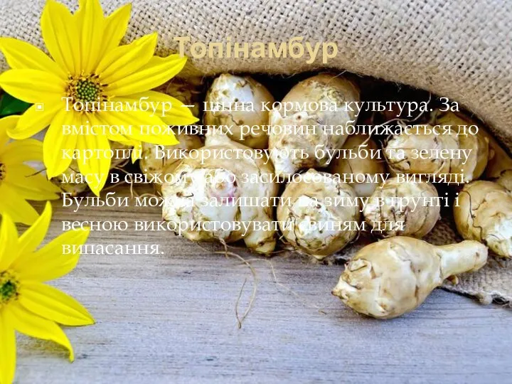 Топінамбур Топінамбур — цінна кормова культура. За вмістом поживних речовин наближається до картоплі.
