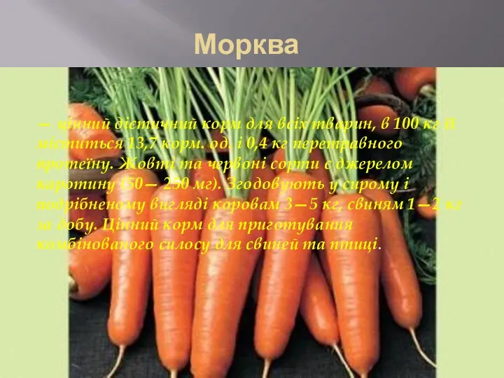 Морква — цінний дієтичний корм для всіх тварин, в 100 кг її міститься