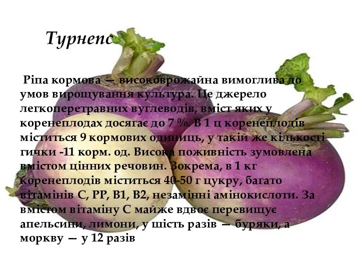 Турнепс Ріпа кормова — високоврожайна вимоглива до умов вирощування культура. Це джерело легкоперетравних